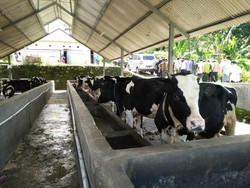 Pakai Musik Sunda, Cara Peternak di Bogor Tingkatkan Produksi Susu Sapi