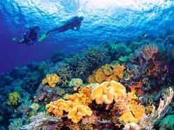 Bali Baru di Sultra Segera Gelar Wakatobi Wave 2016