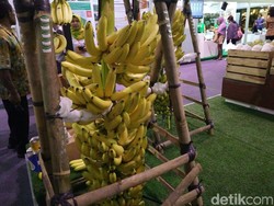 Rahasia Pisang Made in Lampung Ini Tembus Pasar Timur Tengah dan Jepang