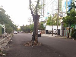 Pohon di Jalan Setail Surabaya Ini Bahaya, Kapan Ditebang?