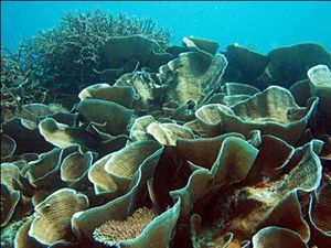 Tahukah Kamu, Atol Terbesar Ketiga di Dunia Ada di Indonesia Tahukah Kamu, Atol Terbesar Ketiga di Dunia Ada di Indonesia