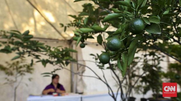 Salah satu stand yang menampilkan beragam buah jeruk pada Pameran buah bertajuk 