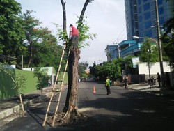 Pohon di Jl Setail Picu Kecelakaan, Akademisi: Warga Jangan Disalahkan!
