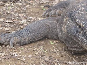 Mengenal Chip di Badan Komodo