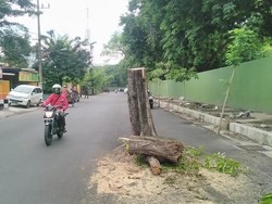 Duh, Sudah Makan Korban Tapi Pohon di Jl Setail Tak Kunjung Disingkirkan