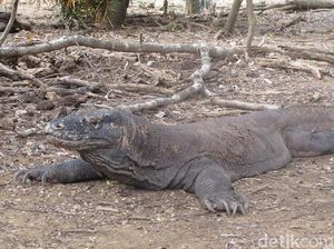 Gara-gara Perburuan Rusa, Haruskah TN Komodo Sampai Ditutup?