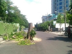 Pohon di Jl Setail Renggut Nyawa Warga, Siapa Harus Tanggung Jawab?