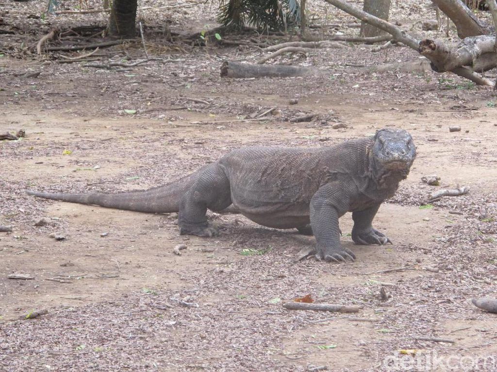 Wacana Tiket Rp 14 Juta, Sudah Ada Turis Batal ke Pulau Komodo Wacana Tiket Rp 14 Juta, Sudah Ada Turis Batal ke Pulau Komodo