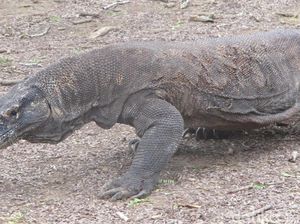 Orang Labuan Bajo Menolak Rencana Penutupan Taman Nasional Komodo