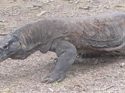 Orang Labuan Bajo Menolak Rencana Penutupan Taman Nasional Komodo