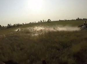 Jatuh dari Kuda, Traveler Berhadapan Langsung dengan Singa di Botswana