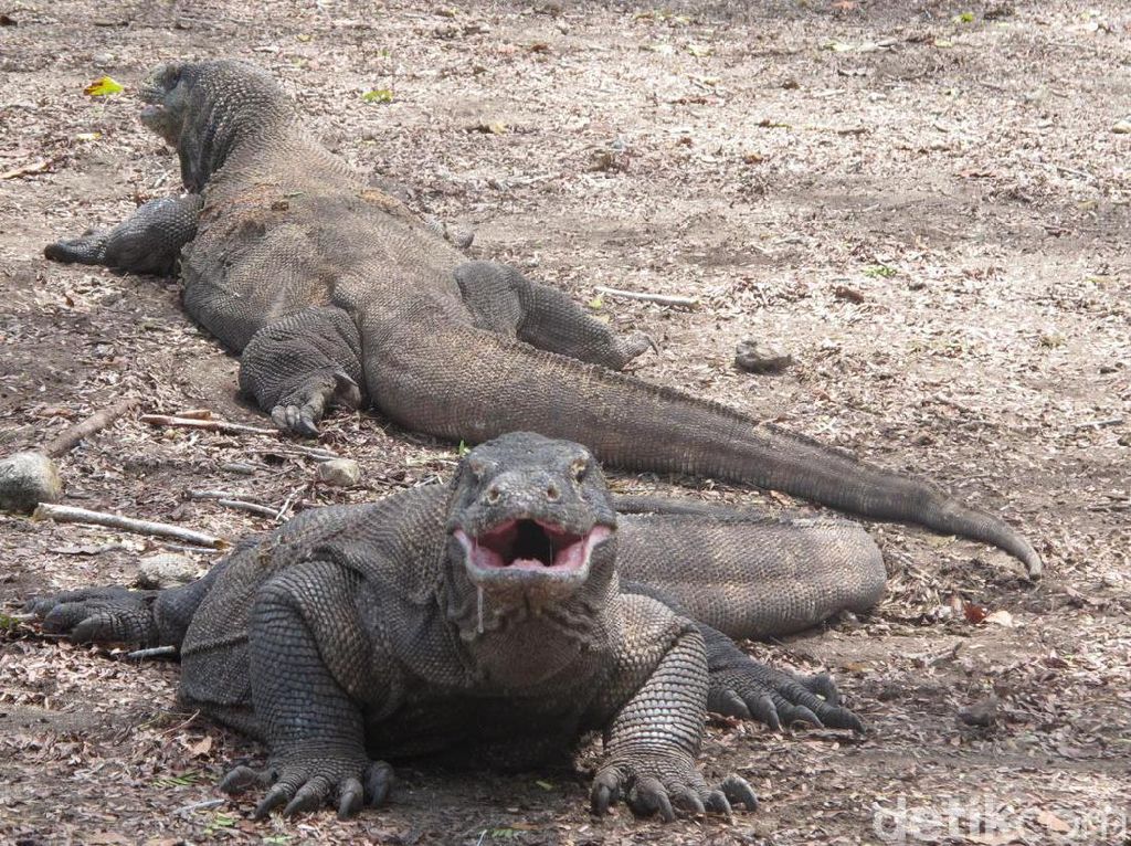 Apakah Kunjungan Wisatawan Mengganggu Habitat Komodo? Apakah Kunjungan Wisatawan Mengganggu Habitat Komodo?