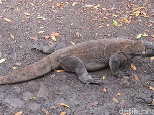 Kenaikan Tiket Masuk TN Komodo Dilakukan Tahun Depan?