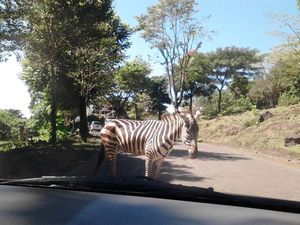 Awas, Ada Zebra Cross Sungguhan!