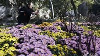 Ternyata China Punya Taman Bunga Secantik Ini
