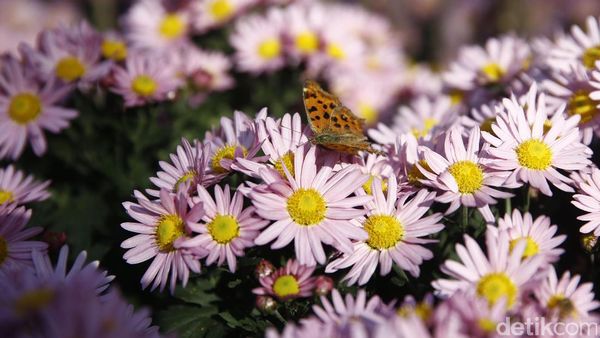 Indahnya Lingering Garden Suzhou