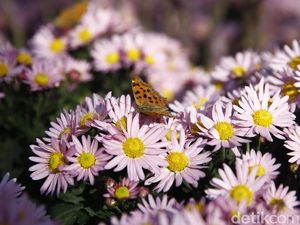 Indahnya Lingering Garden Suzhou