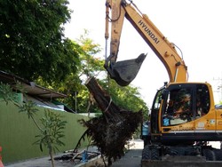 Pembongkaran Libatkan Alat Berat, Pohon Maut Sudah Lenyap dari Jl Setail