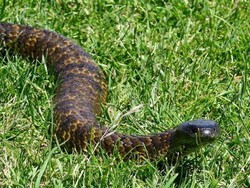 Semakin Banyak Hewan Peliharaan Digigit Ular di Tasmania