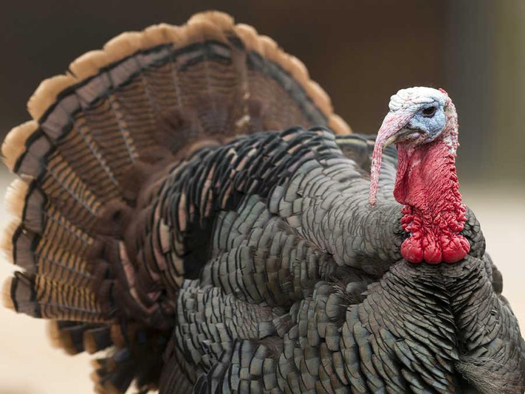 7 Fakta Unik Ayam Kalkun, Ikon Hari Thanksgiving yang Bisa Tersipu 7 Fakta Unik Ayam Kalkun, Ikon Hari Thanksgiving yang Bisa Tersipu
