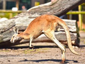 Inflasi Australia Tembus 7,8%, Tertinggi Dalam 32 Tahun!