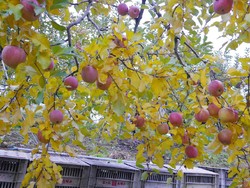 Wisata Petik Apel di Jepang, Ini Dia Tempatnya!