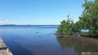 Belajar Peduli Lingkungan di Hutan Mangrove Bahowo, Manado