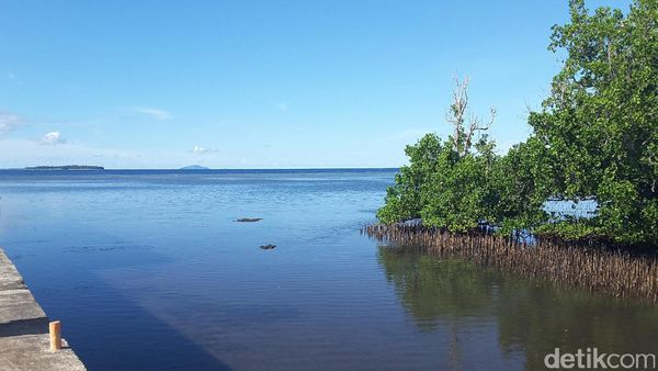 Belajar Peduli Lingkungan di Hutan Mangrove Bahowo, Manado