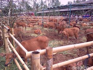 Bidik 3 Juta Sapi Bunting, Mentan: 4 Juta Sperma Beku akan Dibagi Gratis