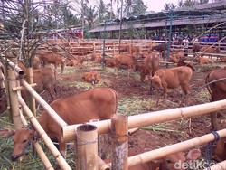 Bidik 3 Juta Sapi Bunting, Mentan: 4 Juta Sperma Beku akan Dibagi Gratis