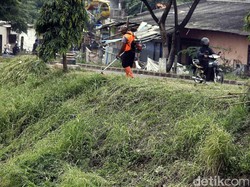 Alasan Manusia Tidak Boleh Makan Rumput Layaknya Hewan