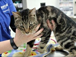 Ditinggal Tanpa Makanan, 14 Kucing di Adelaide Saling Memangsa