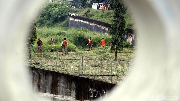 Pasukan Oranye Bersihkan Rumput Liar di KBT