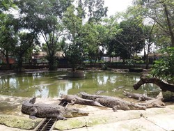 BKSDA Cari Buaya Muara yang Dikabarkan Muncul di Pantai Selatan