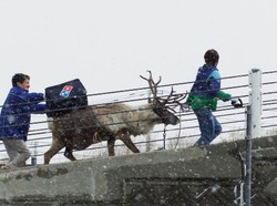 Wah, Dominos Pizza Jepang Gagal Pekerjakan Rusa Kutub untuk Mengantar Pizza!