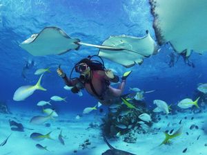 Diving, Olahraga Ekstrem yang Makin Dicintai Diving, Olahraga Ekstrem yang Makin Dicintai