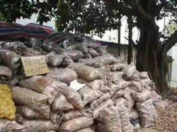 Bantu Petani Kentang yang Ditipu, Penduduk Kota Ini Borong 32 Ton Kentang