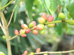Yang Asyik di Aceh Besar, Wisata Kopi di Saree