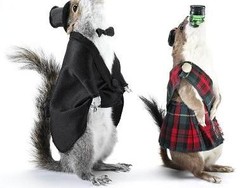 Wouw! Bir Ini Dikemas Dalam Tupai yang Dikeringkan