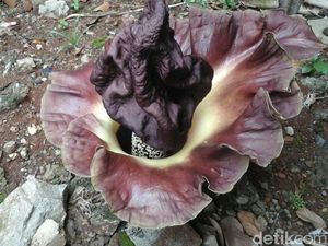 Bunga Bangkai Setinggi 70 Cm Tumbuh di Pekarangan Rumah Warga Ciledug