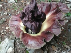 Bunga Bangkai Setinggi 70 Cm Tumbuh di Pekarangan Rumah Warga Ciledug