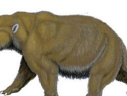 Fosil Gigi Wombat Purba Sebesar Badak Ditemukan di Melbourne