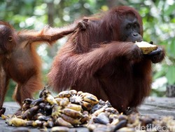 Cerita Orangutan yang Mau Kabur dari Kebun Binatang di Inggris