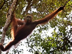 Main ke Palangkaraya, Makin Cinta Orangutan di Nyaru Menteng