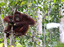 Kementerian LHK: Konflik dengan Orangutan Terbanyak di Kalteng