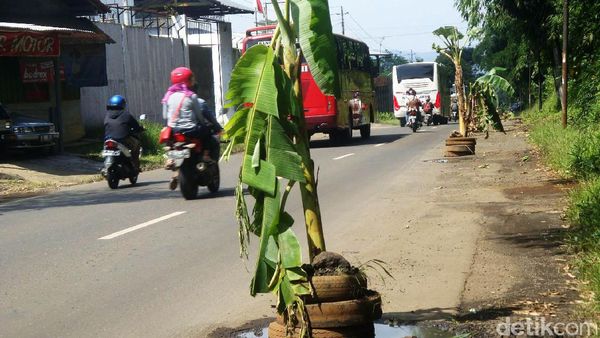 Protes Jalan Berlubang, Warga Tanam Pohon Pisang di Jalan