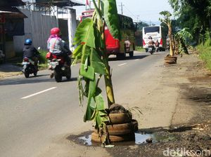 Petugas Langsung Tambal Jalan Rusak yang Ditanam Pohon Pisang di Banyumas