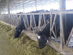 Agar Hasilkan Susu Bermutu, Sapi Diberi Kandang yang Nyaman Hingga Pedicure