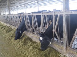 Agar Hasilkan Susu Bermutu, Sapi Diberi Kandang yang Nyaman Hingga Pedicure