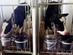 Peternak AS Buang Jutaan Liter Susu Tiap Hari, Ada Apa?